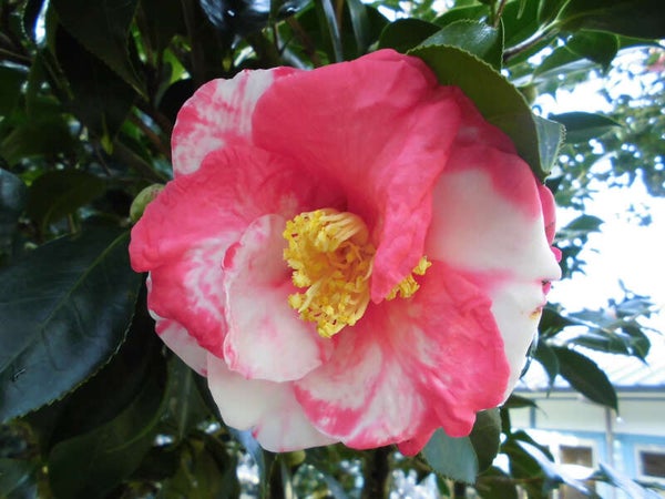 【直方・小竹・新飯塚・飯塚発】 柳川美豚をしゃぶしゃぶで食す!世界のつばき&みやま枝垂れ梅とBerryGoodないちご食べ放題! 日帰り2